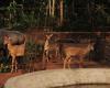 Mangaluru : le parc biologique de Pilikula accueille de nombreux animaux et oiseaux nouveau-nés